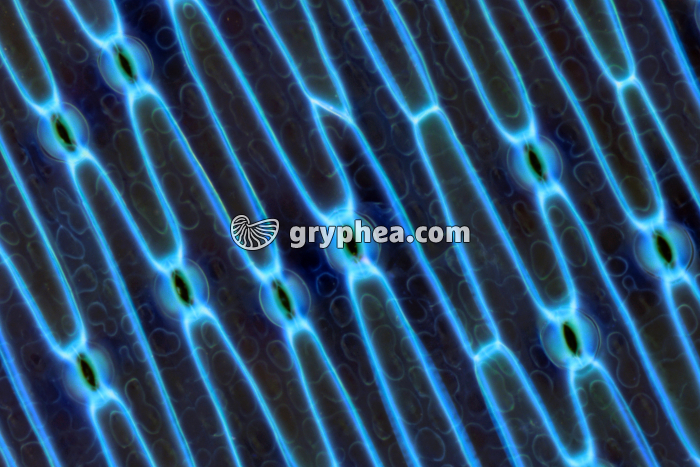 Stomates de feuille d'Iris  x25 - gryphea.com